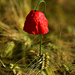 Poppy flower in grain field #8