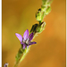 Anchusa undulata