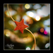 Album - Karácsony esti csodák