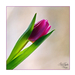 2012.01.07. tulipános (5)