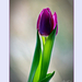 2012.01.07. tulipános (8)
