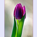 2012.01.07. tulipános (9)