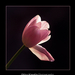 2010.03.21. tulipános (1)