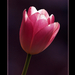 2010.03.21. tulipános (3)