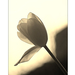 2010.03.21. tulipános (4)