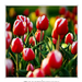 2011.04.16. tulipános (3)