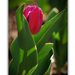 Tulipánok a városban - szégyenlős tulipán