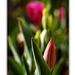 Tulipánok a városban - Zárkózott tulipán