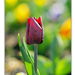 2012.04.10. tulipános (7)