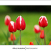 Soproni tulipánok
