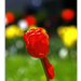 2012.04.25. tulipános (2)