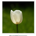 2012.04.25. tulipános (3)