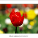 2012.04.25. tulipános (8)