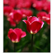 2012.04.25. tulipános (11)