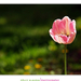 2012.04.25. tulipános (12)