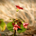 Benike fotózta virágocska