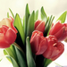 2013.02.17. tulipánok (10)