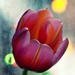 egy szál tulipán