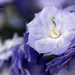 Campanula x haylodgensis 'Blue Wonder' Teltvirágú Harangvirág