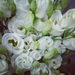 Csütörtökön - fehér virágok