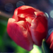 2014.02.05. tulipános (2)