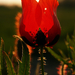 tulipános pipacs