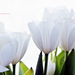 fehér tulipánok