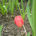 Tulipán 7
