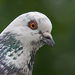 Galambportré / Portrait of a pigeon