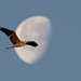 Hold és szárnyak