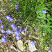 Kis kék virágok