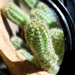 Kaktusz (avagy Játék virággal és nagyítóval 3.).
