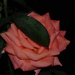 Szemérmes rózsa