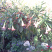 Brugmansia - Angyaltrombita (rózsaszín) (2)