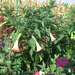 Brugmansia - Angyaltrombita (rózsaszín)