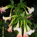 Brugmansia - Angyaltrombita rózsaszín