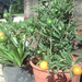 Solanum pseudocapsicum - Korallbokor (2)