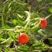 Solanum pseudocapsicum - Korallbokor