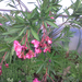 Nerium Oleander ’Splendens Giganteum’ (5)
