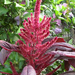 Piros disznóparéj - Amaranthus hypochondriacus