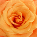 Narancs rózsa