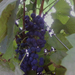 kékszőlő