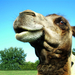 Camel mosoly