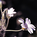 Molyhos madárhúr (Cerastium tomentosum)