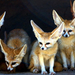 Desert foxes