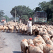 Traffic Jam in Udaipur