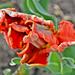 Fodros tulipán