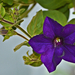 Petunia, lila-kék