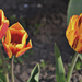 Tulipán család