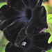 Fekete petúnia